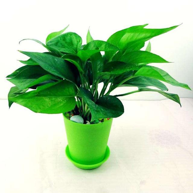廣州除甲醛靠綠植盆栽？都是大忽悠！
