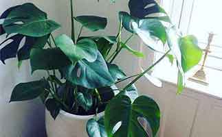 除甲醛植物排名，最有效的除甲醛植物是誰？