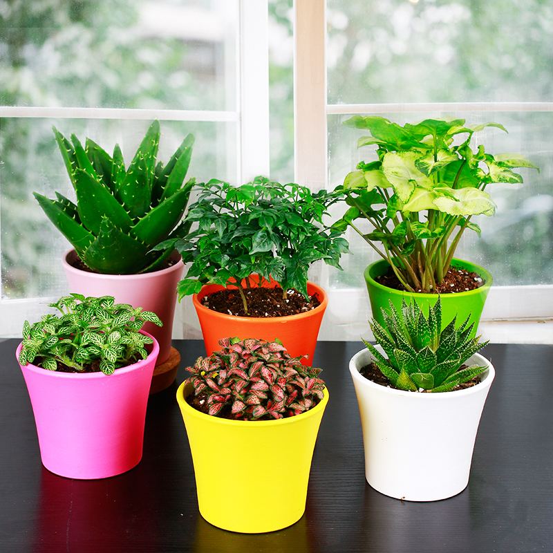 去甲醛的植物如何打理？