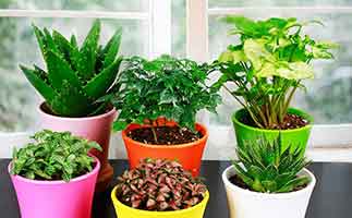 去甲醛的植物應(yīng)該如何打理？