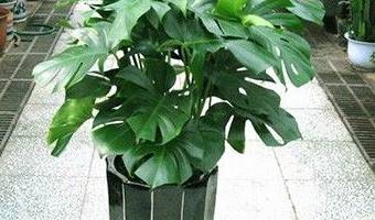 除甲醛植物去除甲醛的效果到底怎么樣？